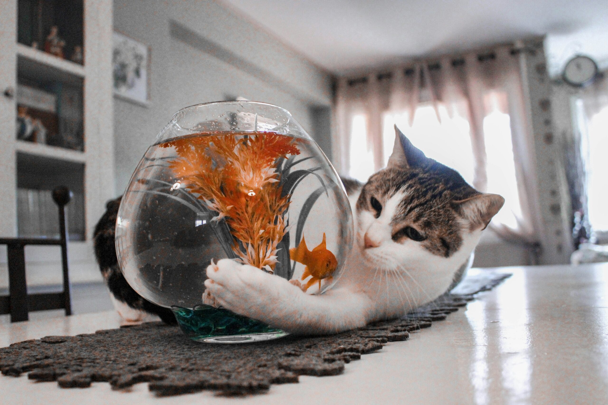 Cat Proof Home: How to Share a Small Apartment Space with Your Feline Friend